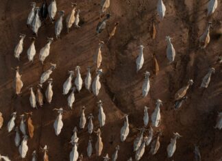Climate Change Threatens Pastoralists and Their Herds in Senegal