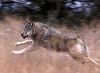 Colorado Has Released 10 Gray Wolves Into the Wilderness