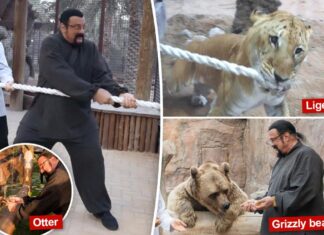 Steven Seagal plays tug-of-war with liger, feeds bear: Photos
