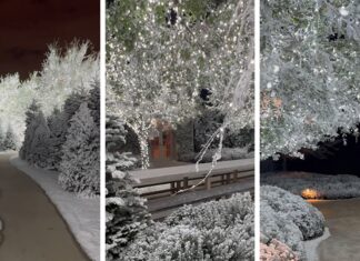 Kim Kardashian Shows Off Forest of Christmas Trees in Backyard of Home