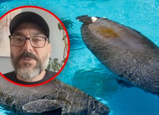 Separated Manatees Finally Relocated After Outrage Following Viral Video