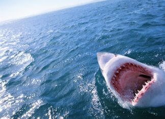 Salesforce escaped from the jaws of activists to find stability in 2023