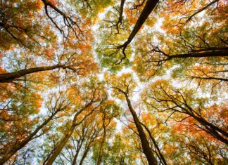 TC+ Roundup: Forestry tech is at an inflection point