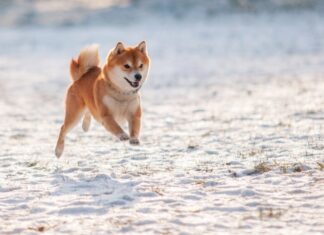 Dog-themed memecoins are pawing their way back into investors’ hearts