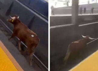 Bull On The Loose Bolts Down New Jersey Train Tracks, Delays Commuters