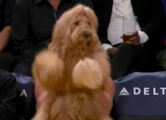 Instagram-Famous Dog Fetches Courtside Seat At Lakers Game, Dances His Tail Off!