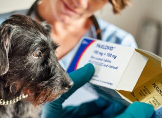Vet Prescribing Dogs COVID Meds To Save Them From Mystery Illness