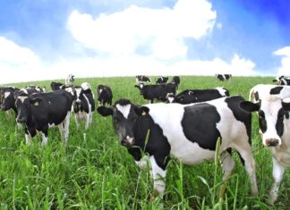 In the fight against Methane, a key GHG, Valley investors have hit upon an unusual target: Cow burps