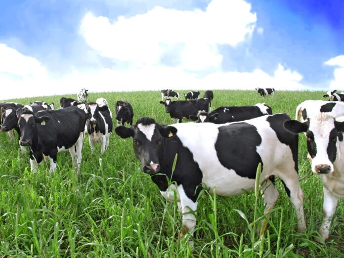 filepicker-hhhtwposnlkel9hhvkar_cows.jpg