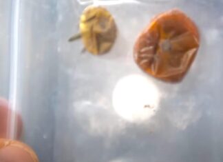 NASA video tells the tale of the missing space tomatoes