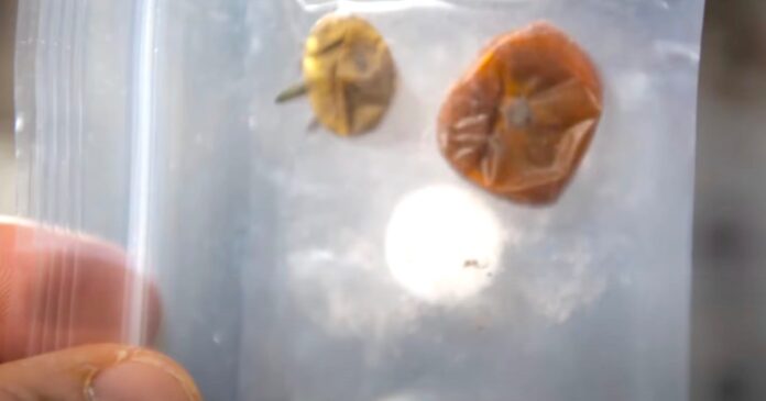 missing-space-tomatoes.jpg