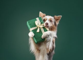 5 pet tech gifts for your fur babies in 2023