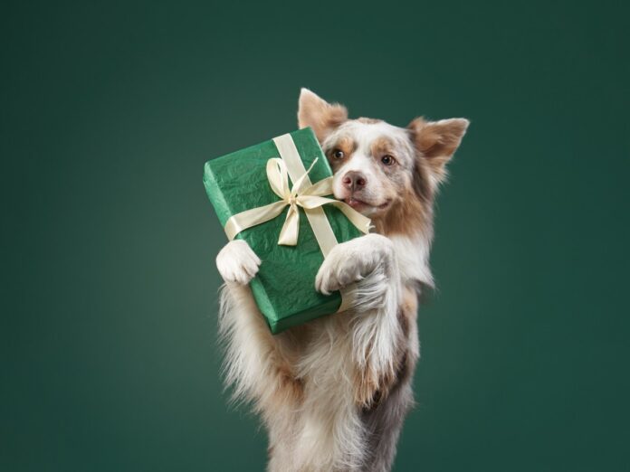 pet-holiday-gifts.jpg