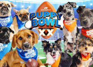 Team Ruff adorably upsets Team Fluff