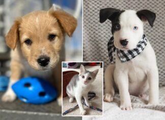 Meet the dogs & kittens you can adopt during Puppy Bowl 2024