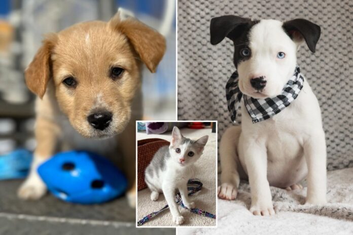 newspress-collage-puppy.jpg