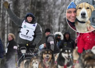 Iditarod champ had to shoot moose that injured dog during race