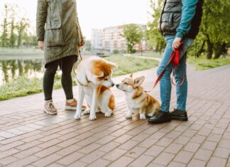 Zappos Just Launched Dog Walking-Approved Shoes With Rover: Shop the Collection Here