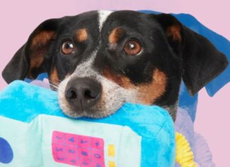 Your Dog Called & Asked For A BarkBox Full Of Paw-some Treats & Toys
