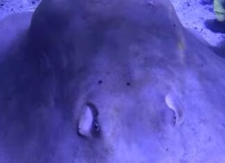 Charlotte the Stingray Is Not Pregnant, Aquarium Owner Confirms