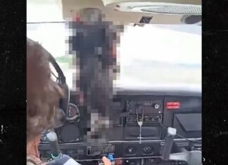 Pilot Skillfully Lands Plane After Vulture Crashes Into Cockpit, Video Shows